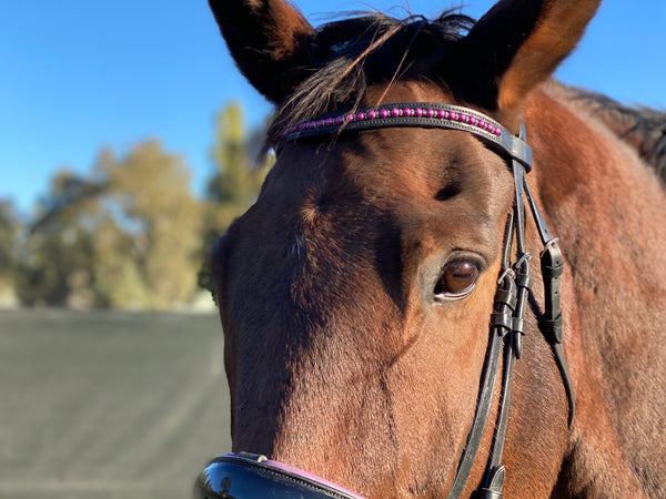 Convertible Purple Snaffle Bridle