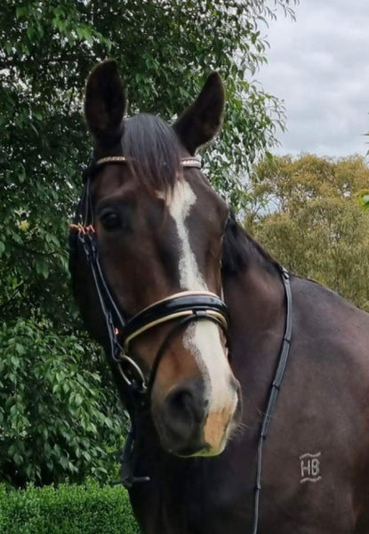 ‘Rose’ Anatomical - Semi Rolled - Snaffle