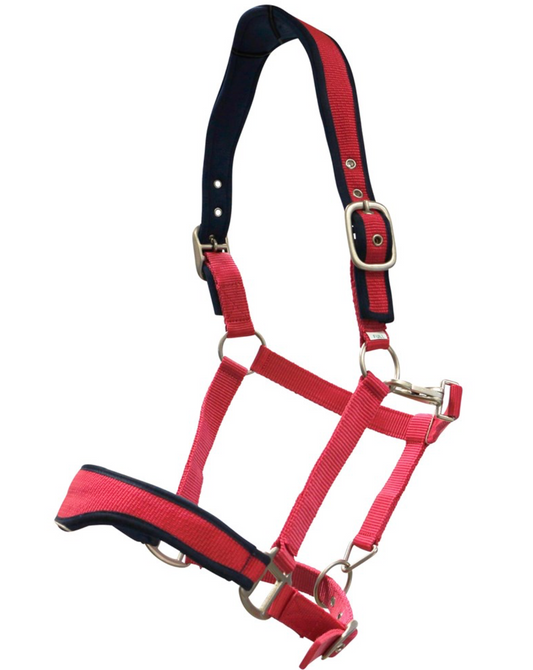 Anatomical Pink & Navy Halter COB Size