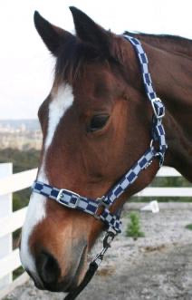 HARRIET CHECK HEADSTALL