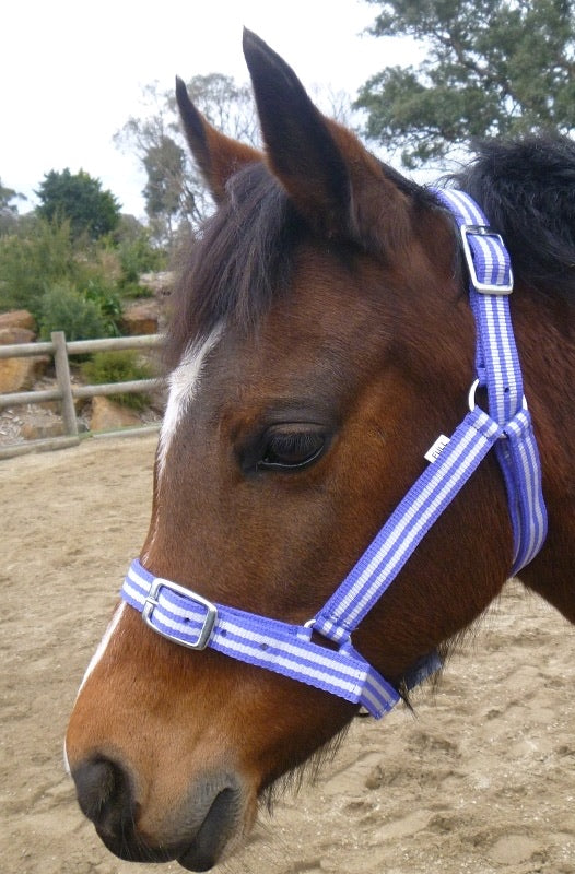 BUZZ ECONOMY HEADSTALL